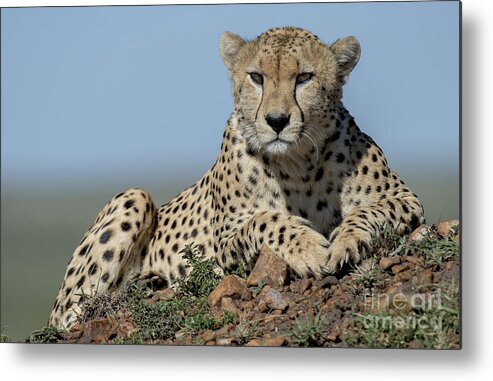 Safari Metal Print featuring the photograph Cheetah on Mound by Bryan Pereira