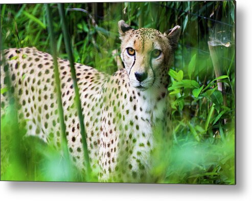 Big Cat Metal Print featuring the photograph Cheetah by SR Green
