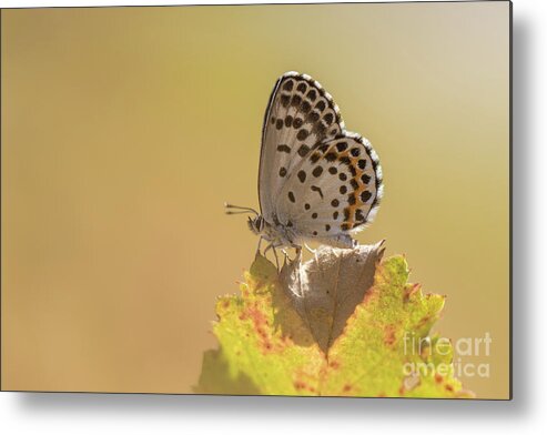 Animal Metal Print featuring the photograph Chequered Blue Butterfly - Scolitantides orion by Jivko Nakev