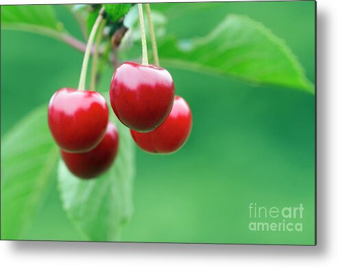 Cherry Metal Print featuring the photograph Cherries by Michal Boubin