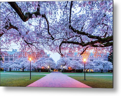 Cherry; Blossom; University Of Washington; Uw Squad; Spring; Twilight; Metal Print featuring the digital art Cherry Blossom at UW Squad by Michael Lee
