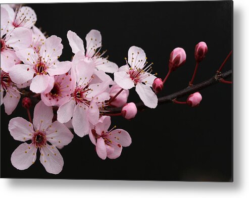 Plum Extract Metal Print featuring the photograph Cherry Blossom Dazzler by Tammy Pool