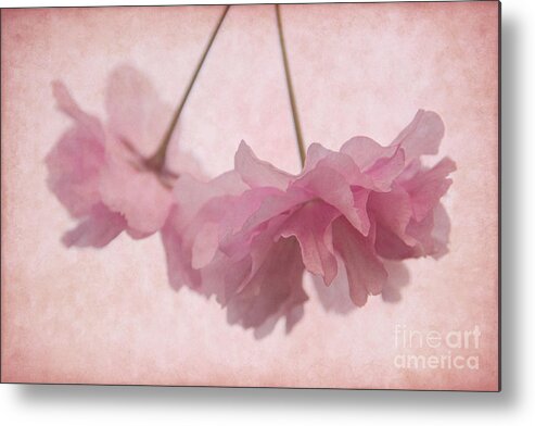 Cherry Blossom Metal Print featuring the photograph Cherry Blossom Froth by Ann Garrett