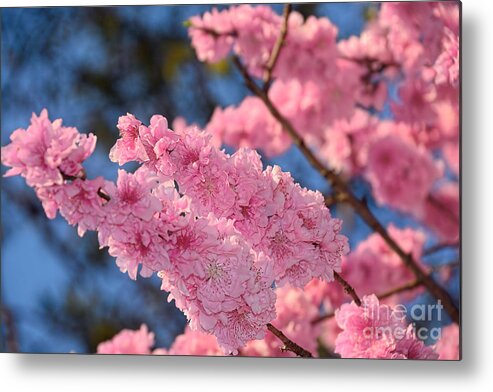 Photography Metal Print featuring the photograph Cherry Blossom Springtime by Kaye Menner by Kaye Menner