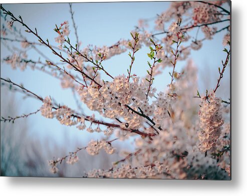 2014 Metal Print featuring the photograph Cherry Blossoms by Amber Flowers