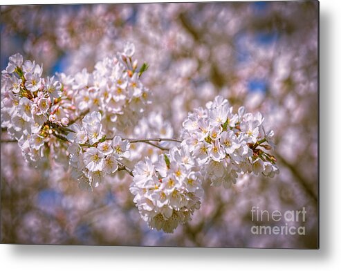 Dc. Cherry Blossoms Metal Print featuring the photograph Cherry Blossoms by Izet Kapetanovic