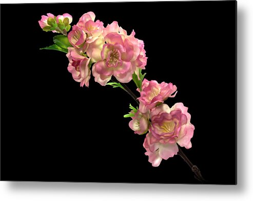 Cherry Blossom Metal Print featuring the photograph Cherry Blossoms by Mike Stephens