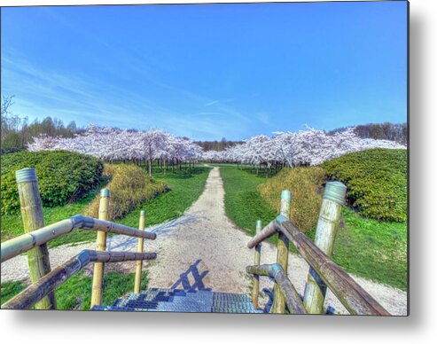 Flower Metal Print featuring the photograph Cherry Blossoms Park by Nadia Sanowar