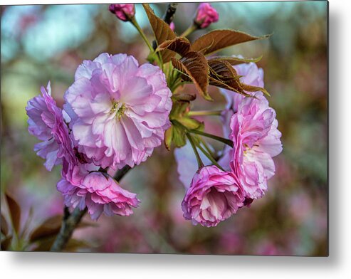 Cherry Metal Print featuring the photograph Cherry Blossoms by Pat Cook