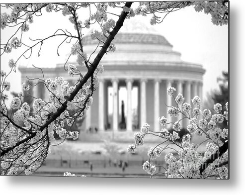 Jefferson Metal Print featuring the photograph Cherry Tree and Jefferson Memorial Elegance by Olivier Le Queinec