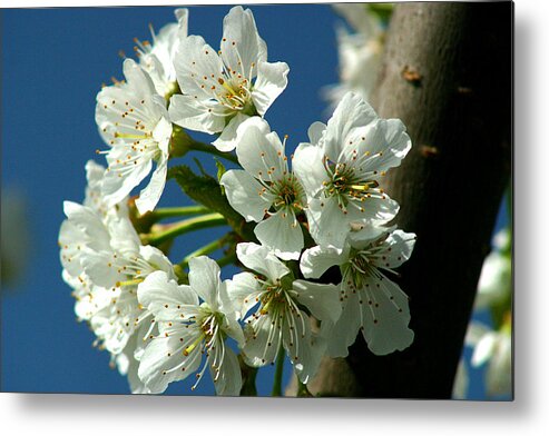 Air Metal Print featuring the photograph Cherry tree blossom by Emanuel Tanjala