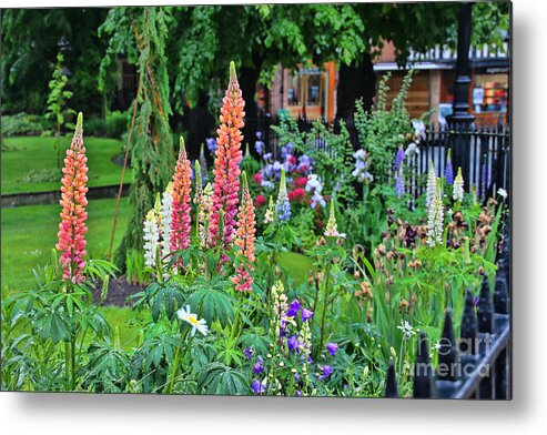 Lupines Metal Print featuring the photograph Chester England Lupines 6830 by Jack Schultz