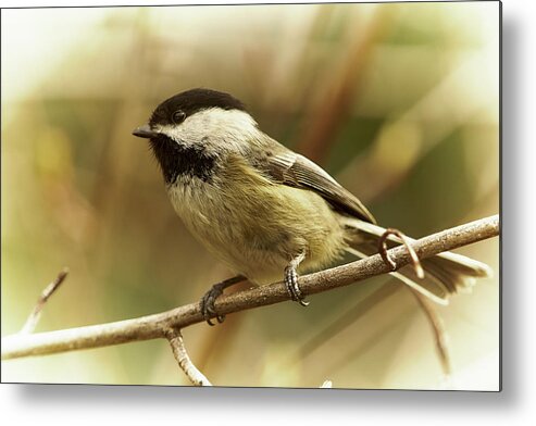 Bird Metal Print featuring the photograph Chickadee by Loni Collins