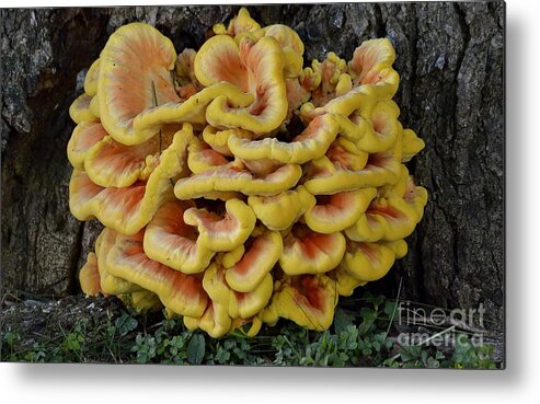 High Virginia Images Metal Print featuring the photograph Chicken of the Woods by Randy Bodkins