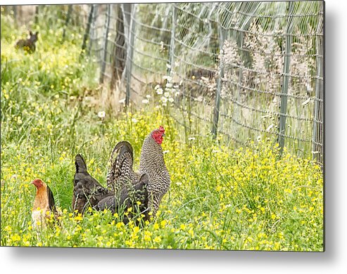 Agriculture Metal Print featuring the photograph Chickens in the field by Debra Baldwin