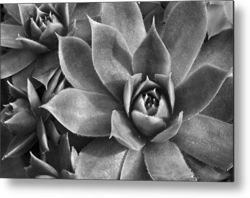  Succulents Chicks And Hens Metal Print featuring the photograph Chicks and Hens Black and White by Ann Bridges