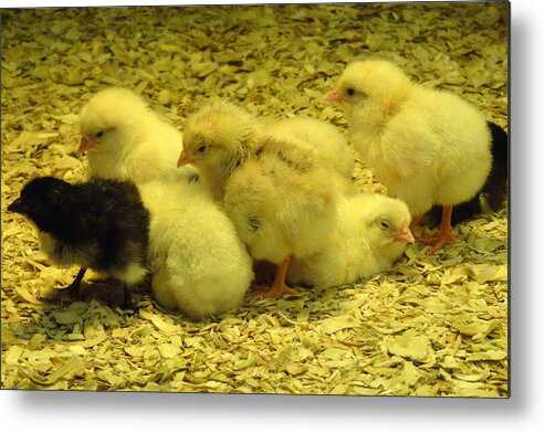 Baby Metal Print featuring the photograph Chicks by Laurel Best