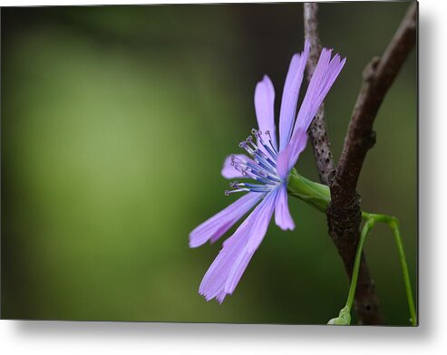 Pink Metal Print featuring the photograph Chicory and Branch by Richard Patmore