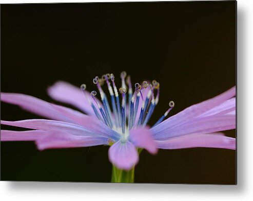 Pink Metal Print featuring the photograph Chicory by Richard Patmore