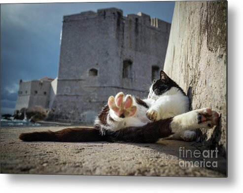 Cat Metal Print featuring the photograph Chill Kitty of Dubrovnik by Becqi Sherman