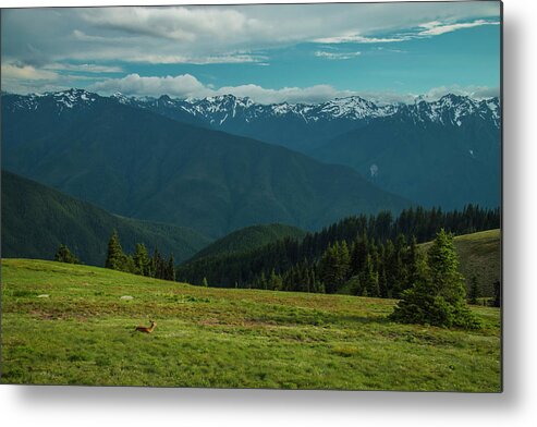 Olympic National Park Metal Print featuring the photograph Chilling Out at Dusk by Doug Scrima