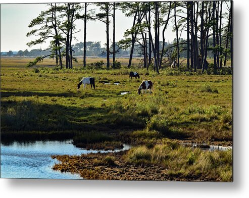 Chincoteague Metal Print featuring the photograph Chincoteague Ponies by Nicole Lloyd