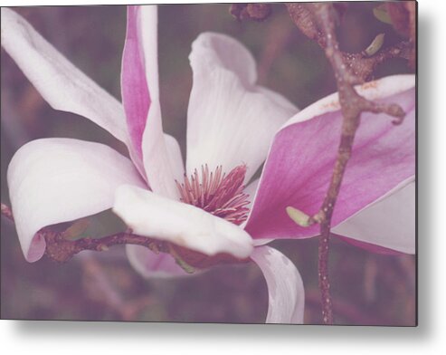 Magnolia Metal Print featuring the photograph Chinese Magnolia Bloom by Toni Hopper