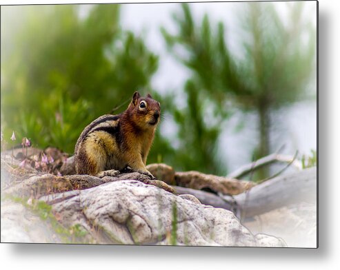 Chipmunk Metal Print featuring the photograph Chipmunk - 1 by Thomas Nay