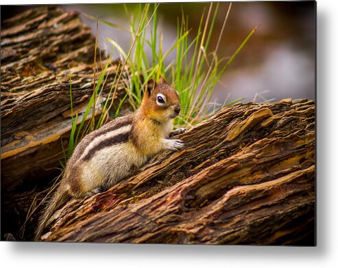 Chipmunk Metal Print featuring the photograph Chipmunk - 3 by Thomas Nay