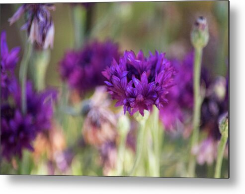 Purple Flowers Metal Print featuring the photograph Chive Blossoms by Bonnie Bruno