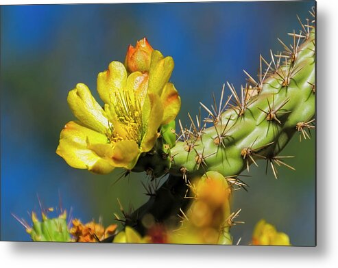 Arizona Metal Print featuring the photograph Cholla Flower h40 by Mark Myhaver