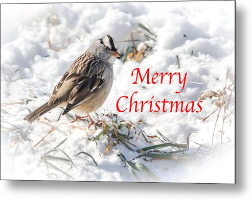 White-crowned Sparrow Metal Print featuring the photograph Christmas Sparrow by Holden The Moment