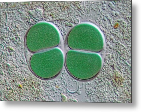 Chroococcus Metal Print featuring the photograph Chroococcus, Dic by M. I. Walker