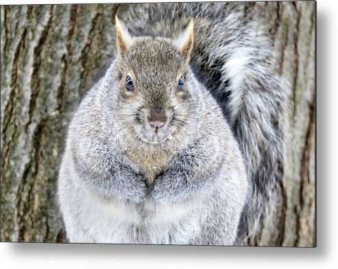 Squirrel Metal Print featuring the photograph Chubby Squirrel by Brook Burling