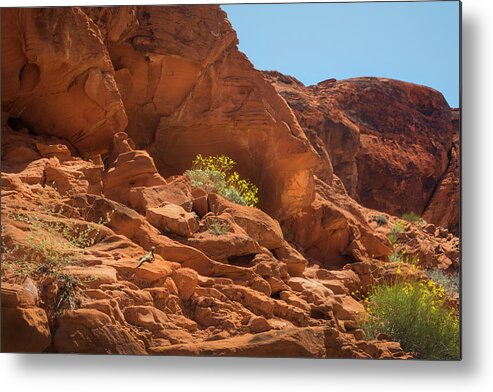 Valley Of Fire Metal Print featuring the photograph Chucka Walla and Desert Blooms Valley Of Fire by Frank Wilson