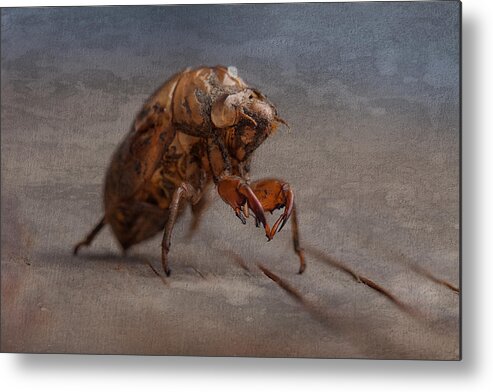 Locust Metal Print featuring the photograph Cicada Shell by Tom Mc Nemar