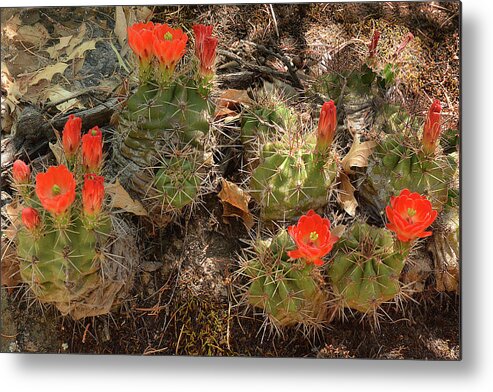 Plant Metal Print featuring the photograph Claret Cup Cactus by Alan Lenk