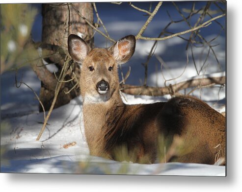 Doe Metal Print featuring the photograph Clarice by David Barker