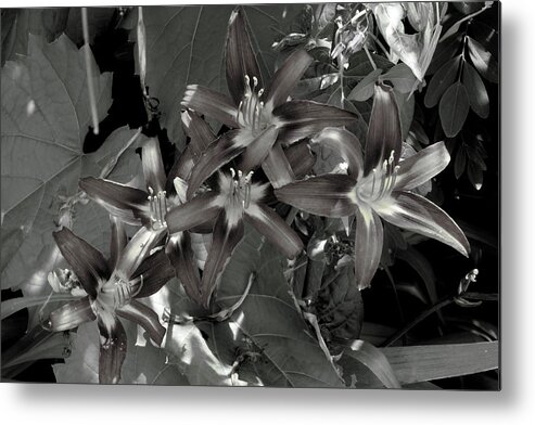Flower Metal Print featuring the photograph Classic Daylily by Leon DeVose