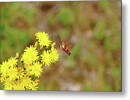 Moth Metal Print featuring the photograph Clearwing Moth And Hawkweed by Debbie Oppermann
