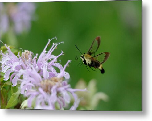 Moth Metal Print featuring the photograph Clearwing moth by Peter Ponzio