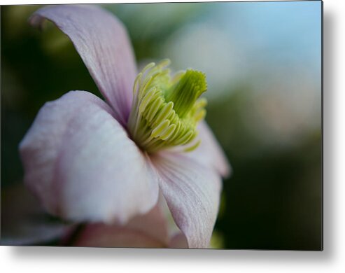 Flower Metal Print featuring the photograph Clematis flower face of Spring by Spikey Mouse Photography