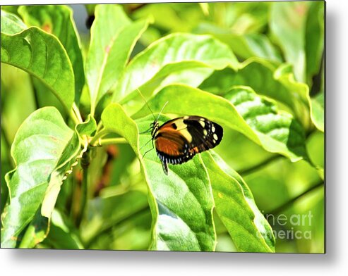 Cleveland Ohio Butterfly Metal Print featuring the photograph Cleveland Butterflies3 by Merle Grenz