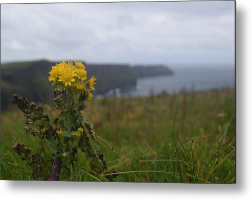 Ireland Metal Print featuring the photograph Cliffs of Moher Wildflowers by Curtis Krusie