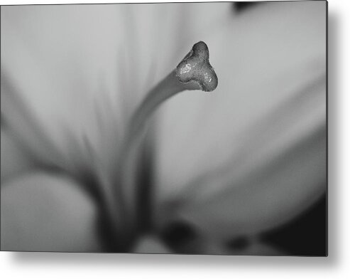 Flower Metal Print featuring the photograph Close and Personal by Desmond Manny