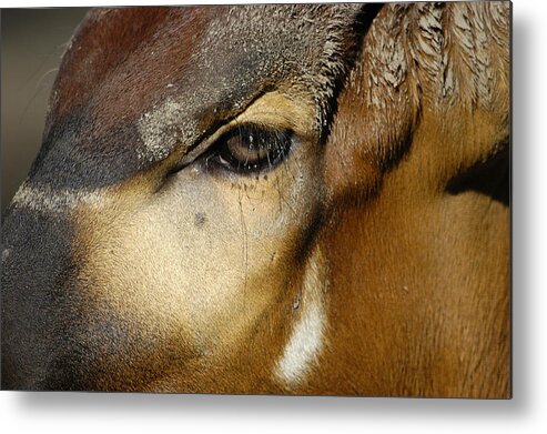 Memphis Zoo Metal Print featuring the photograph Close Encounter by DArcy Evans