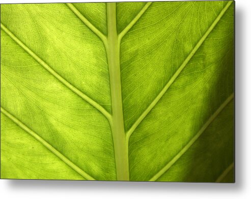 Plants Metal Print featuring the photograph Close-up Of A Elephant Ear by PIXELS XPOSED Ralph A Ledergerber Photography