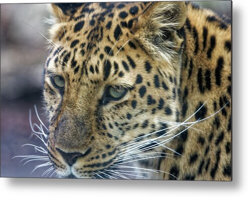 Leopard Metal Print featuring the photograph Close up of Leopard by Peter Ponzio