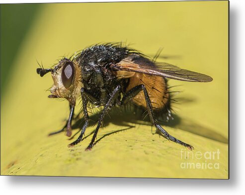 Animal Metal Print featuring the photograph Close up - Tachinid fly - Nowickia ferox by Jivko Nakev