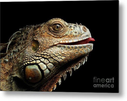 Iguana Metal Print featuring the photograph Close-upGreen Iguana Isolated on Black Background by Sergey Taran